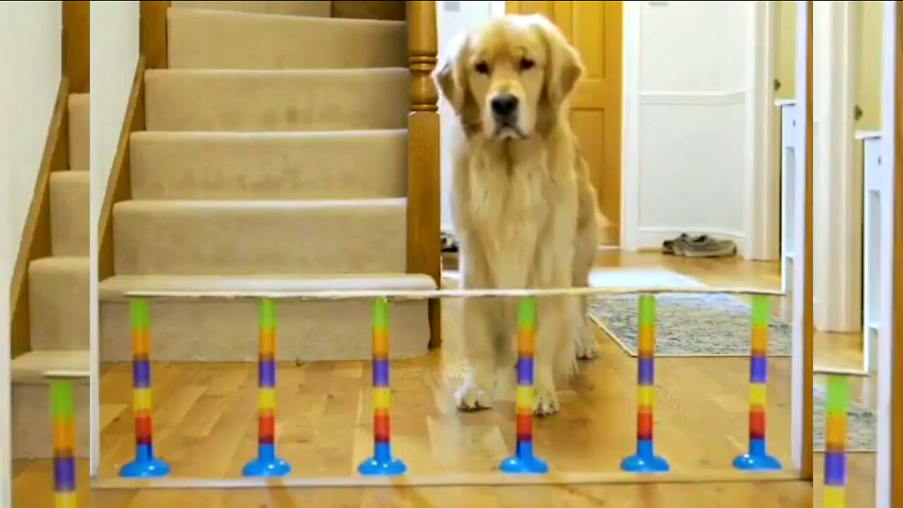 This Dog Loves Playing With His Wall So Much You Won't Believe What He Does To Get To The Other Side