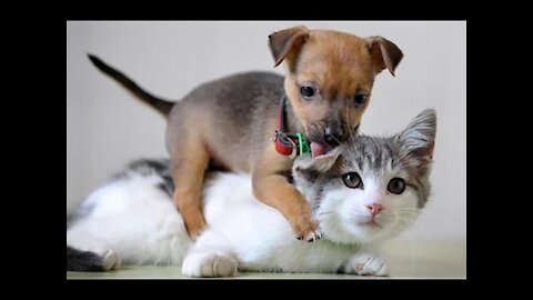 Funny and Cute Cat's and Dog's