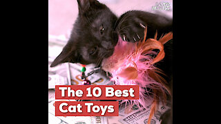 The 10 Best Cat Toys