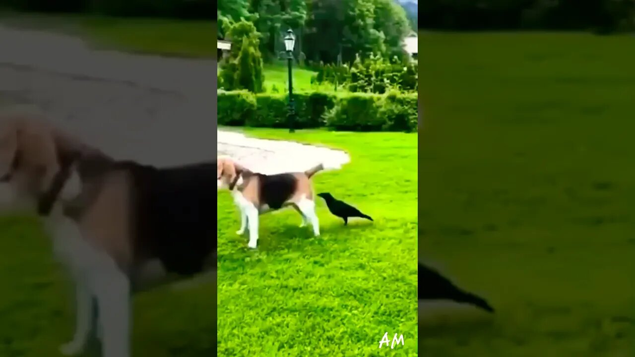 Animals funny vedios|labrador funny vedio๐คฃ๐
๐๐พ|#shorts #ytshorts #viral