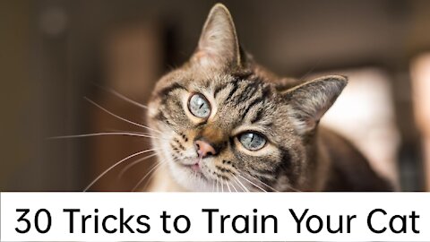 Tricks to Train a Cat Effectively.