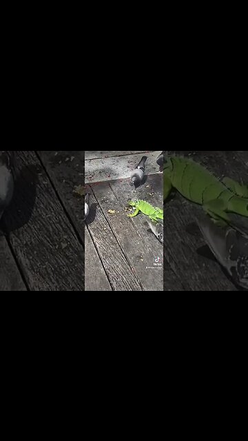 🦎#stepS2uccess #get2steppin #floridanature