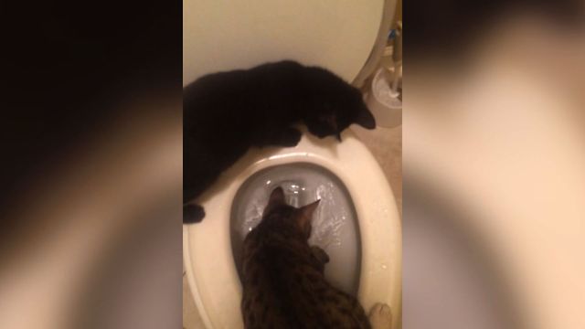 21 Potty Training Cats