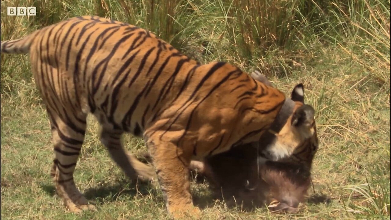 Rare Tiger 🐅 vs Boar🐗 Fight | BBC Earth 🌎🌍