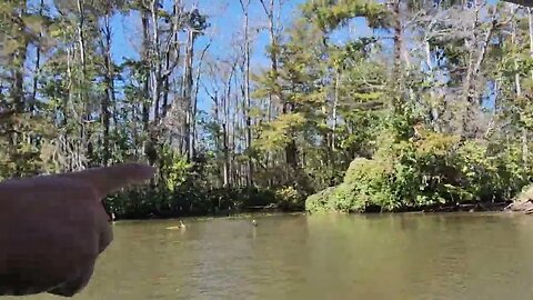 Honey Island Swamp, Louisiana