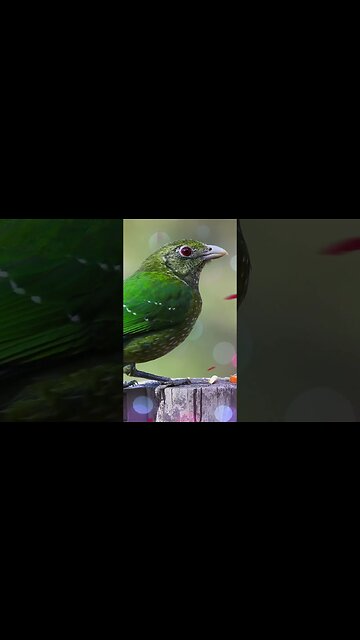 1 Minute Meditation I EMBRACE AN HONEST LIFE #shorts #youtubeshorts #1minutemeditate #birdsound