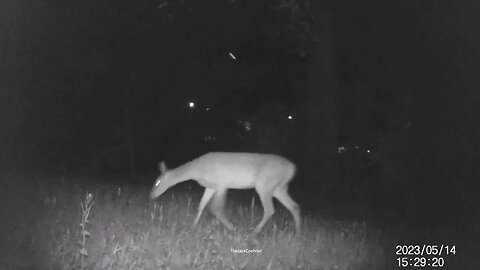 Jack's Trail Camera -- Episode 57