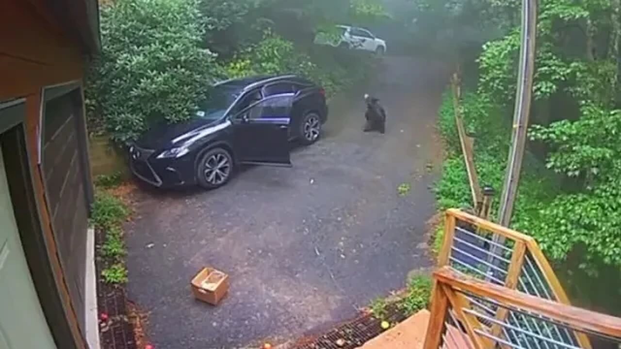 Trying to escape a bear in your car