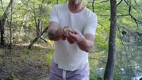 Another Latin Talking Fish