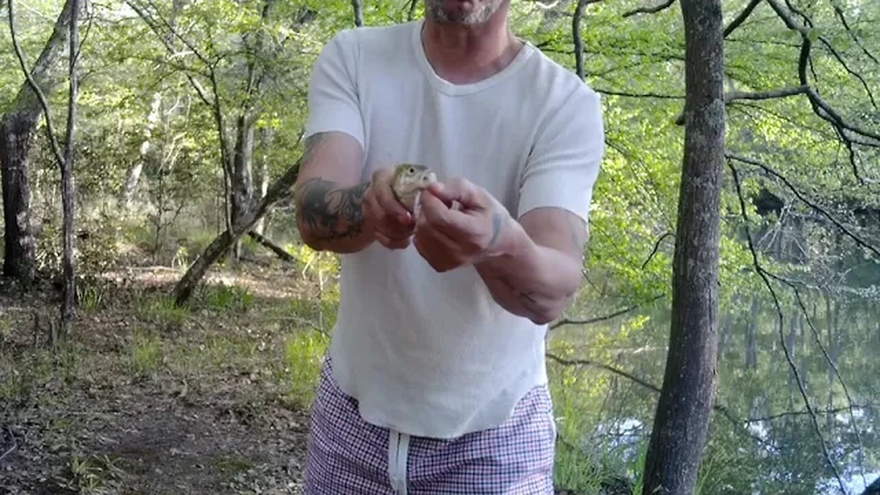 Another Latin Talking Fish