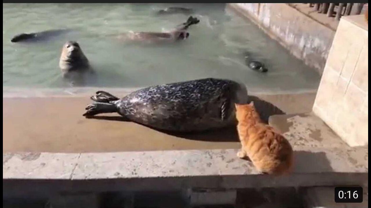 Cat slaps a big fat seal