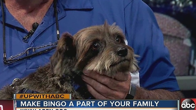 Rescues in Action 11/19: Say hello to Bingo