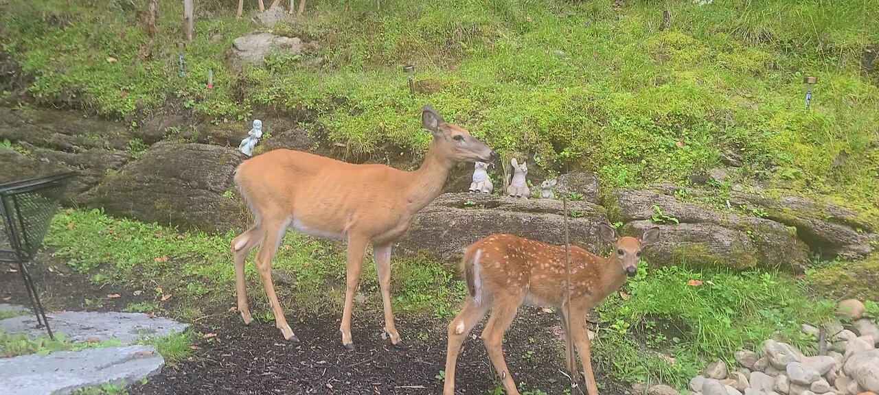 Mother deer with fawns