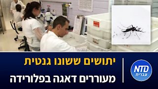 יתושים ששונו גנטית מעוררים דאגה בפלורידה