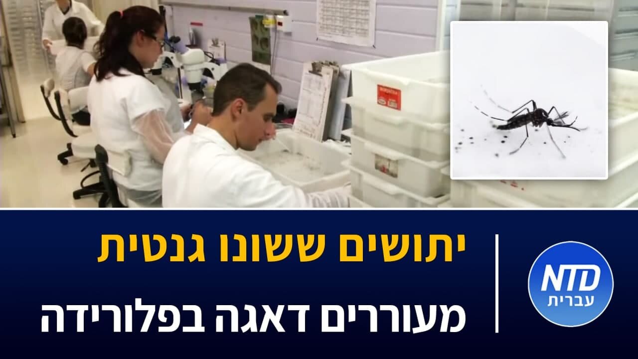 יתושים ששונו גנטית מעוררים דאגה בפלורידה