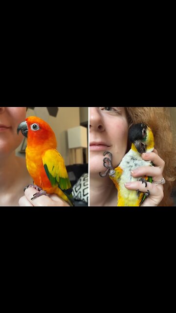 Parrots react to getting kissed by their owner
