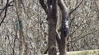 Red-Bellied Woodpecker