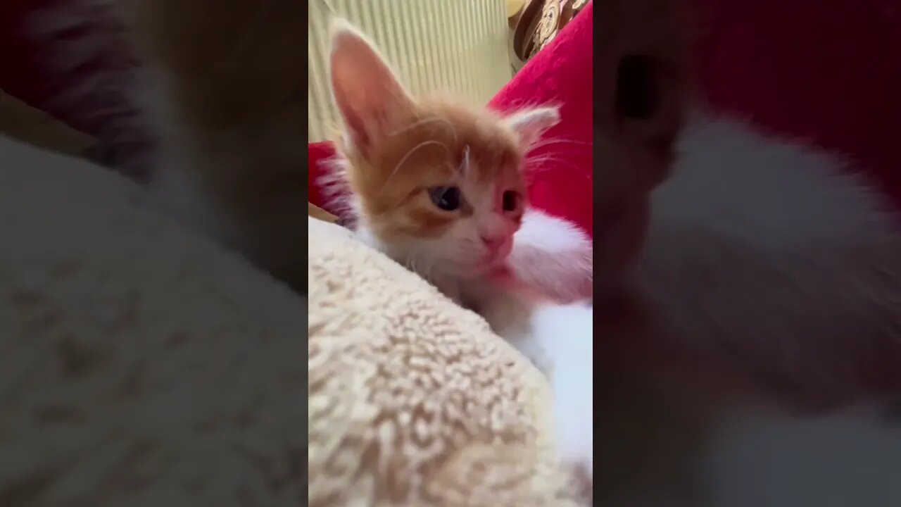 Cute kitten