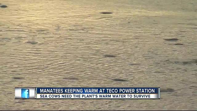 Clusters of manatees spotted at TECO's Big Bend Power Plant keeping warm from cold weather