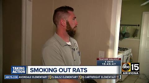 Valley company offering unique way to remove rats from homes