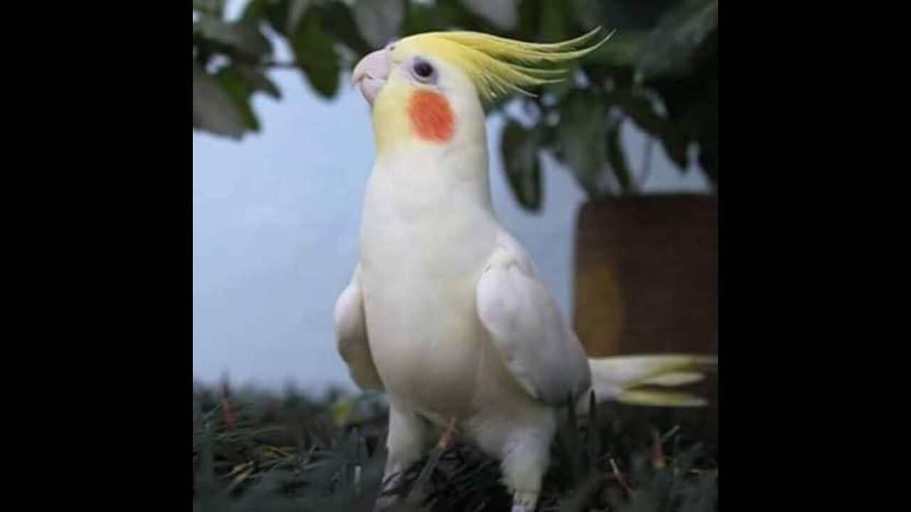 Sultan parrot