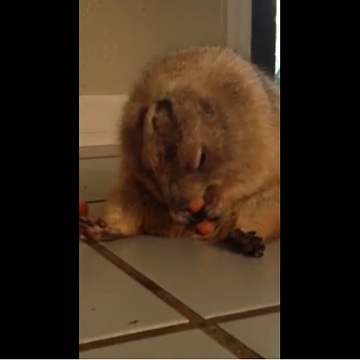 Overweight prairie dog munches on a carrot