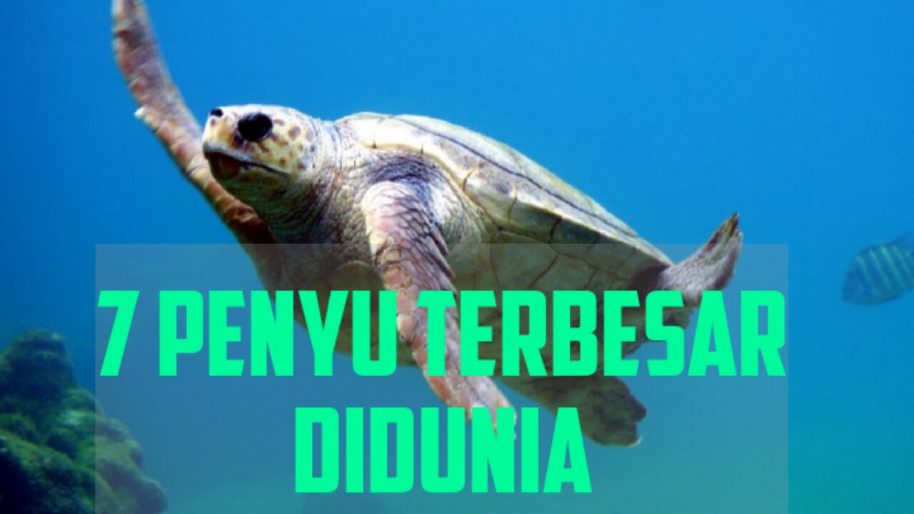 7 penyu terbesar didunia