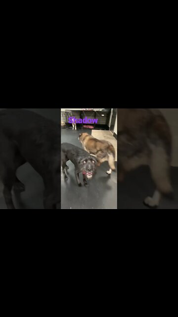 [Shorts 0132] SHADOW [#dogs #doggos #doggies #puppies #dogdaycare]