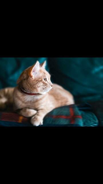 Cat Making Drama Searching for Its Owner - Tiktok Cats (Funny Animals #300)