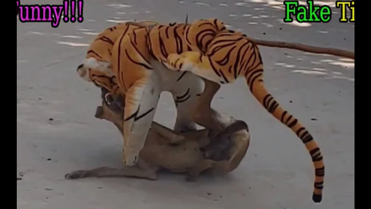 Wow!! Fake Tiger Prank #Dog So Funny 2022