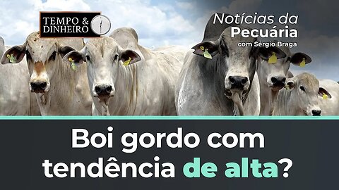 Boi gordo com tendência de alta? Arroba negociada a R$ 255 em SP é alento?