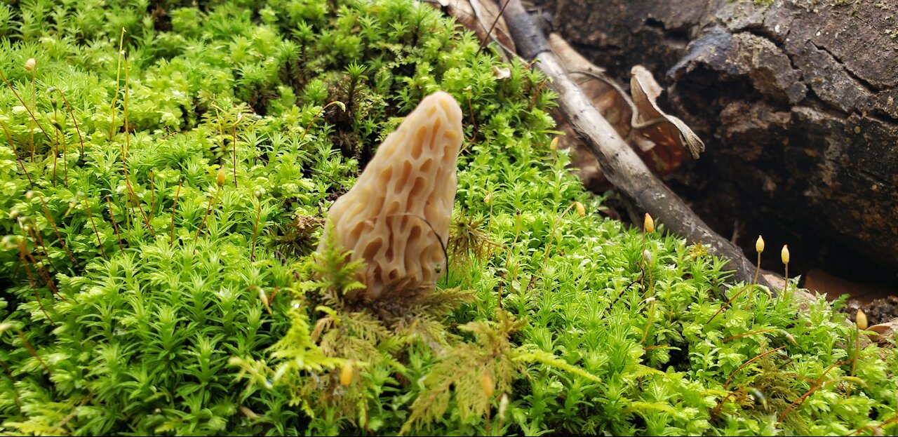 เข้าป่าหาเห็ดมอเรล Foraging morels. Will I found them?