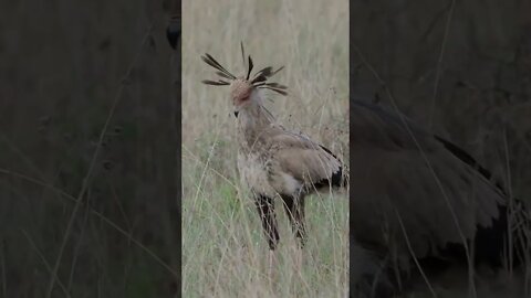 Our Close Encounter with the Secretary Bird!🤔#shorts #safari #travel #travelling