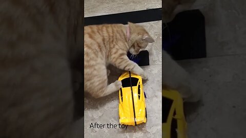 Turn an Rc car into something special for the cat #shortvideo