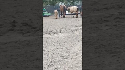 horses standing in a line