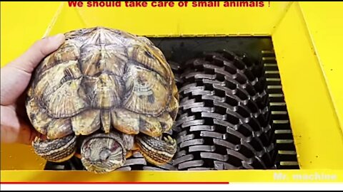Tortoise VS Shredder ! Test the hardness of the turtle shell and whether it can protect itself!
