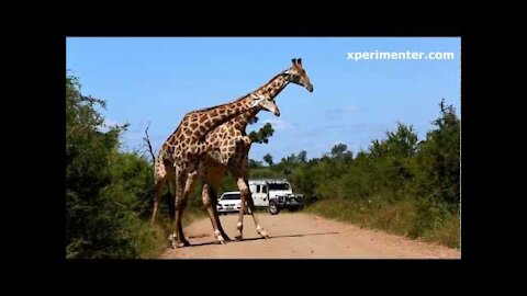 Giraffe dance