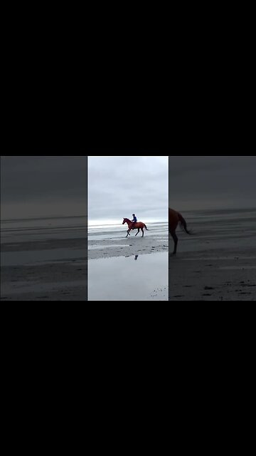 Cantering A Horse Bridleless On The Beach #freeriding #bridleless
