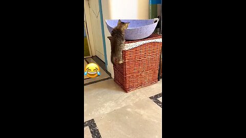 funny clips 🐈 cat