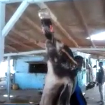 Shocking Video of Goat Drinking Coke