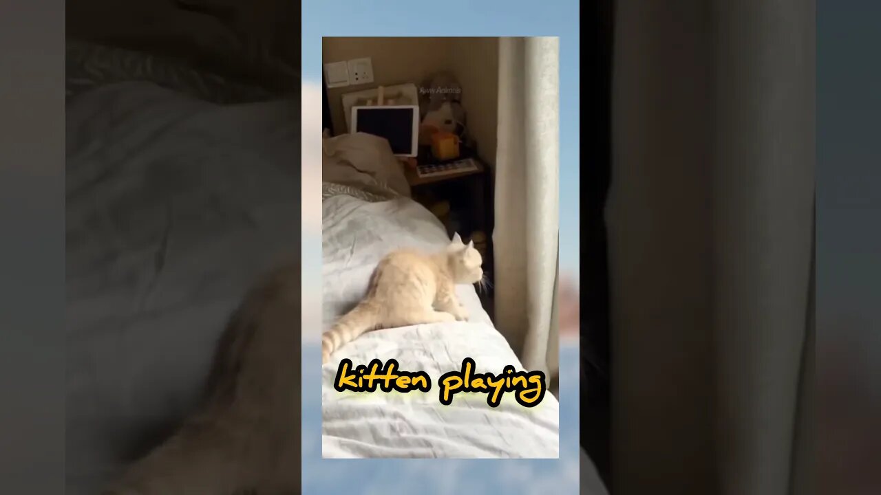 Kitty Likes To Play #catshorts #shorts