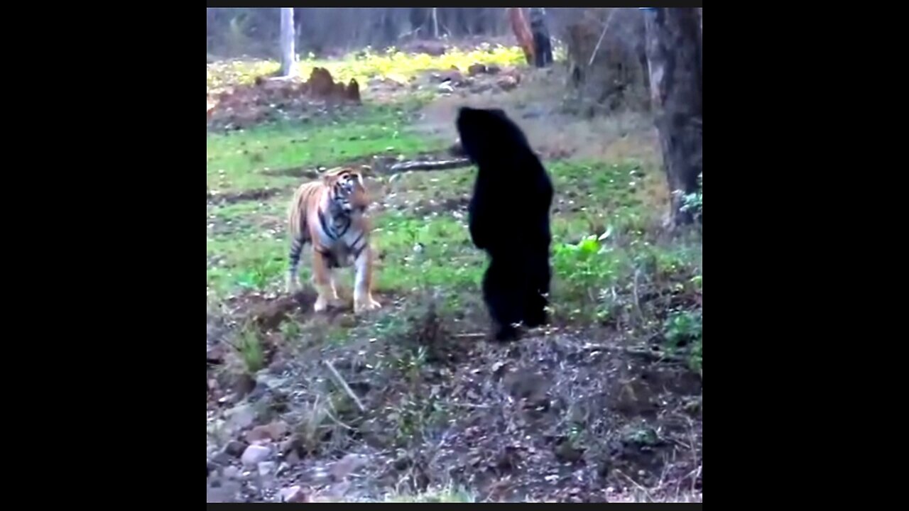 Tiger vs. Bear