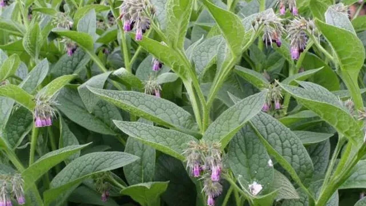 Zaddoch Ponde : Benefits of Comfrey