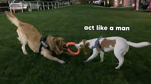 Golden Retriever doesn't want to share his toy with a Beagle