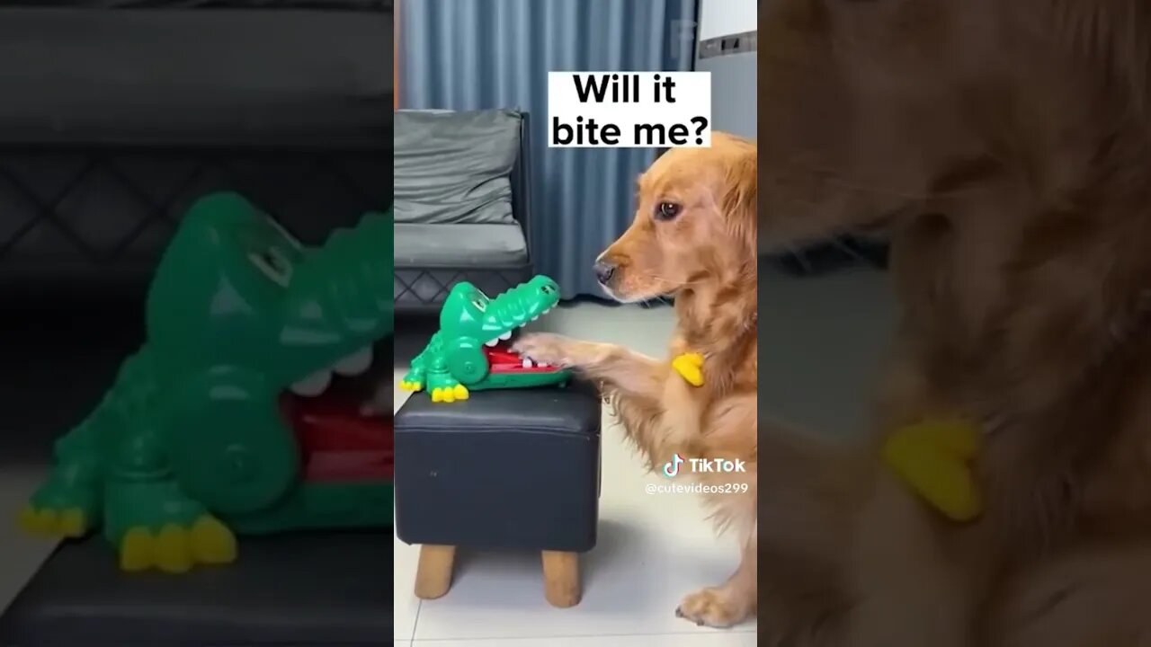 Love it! Credit- cutevideos299 on TikTok. #dog #cute #doggie #cutepets #doglover #shorts #short
