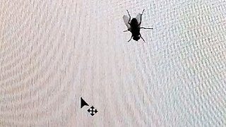 Annoying a fly