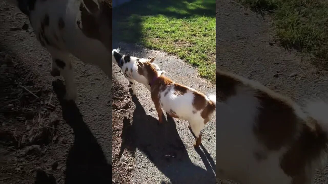 The goats are feisty in the morning! #goatactivity #farmlife #farming #animals