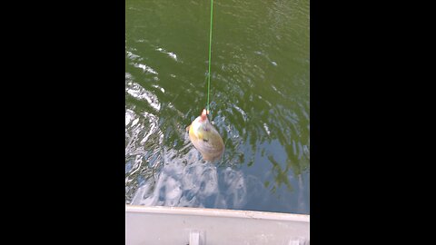 #catching bluegill