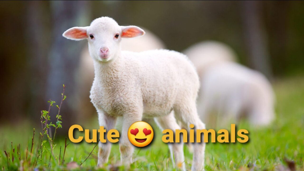 cute&funny animal