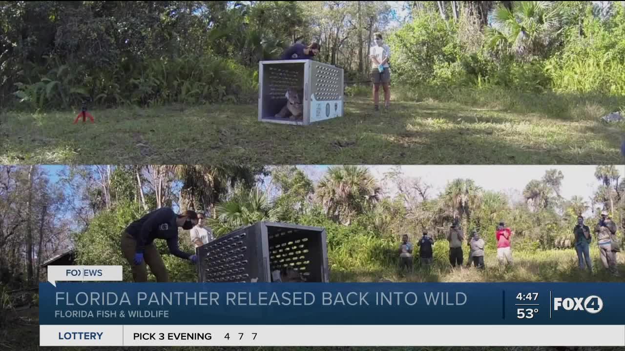 Panther successfully released